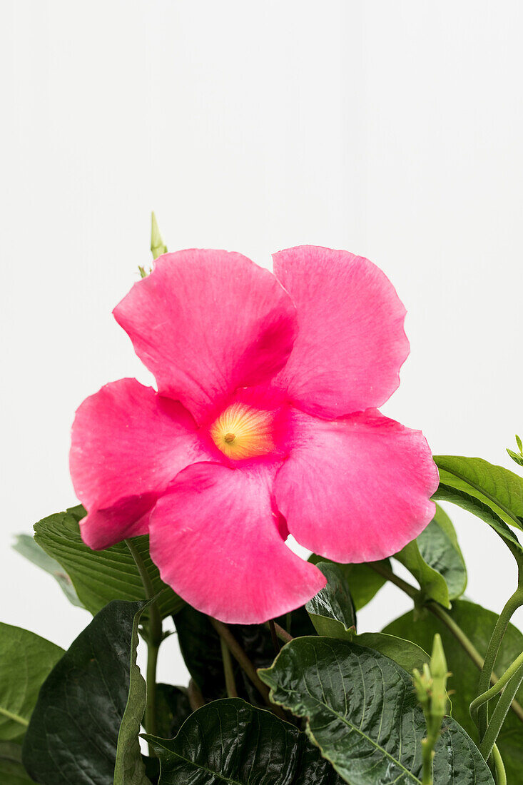 Mandevilla x amabilis 'Alice du Pont' (s)