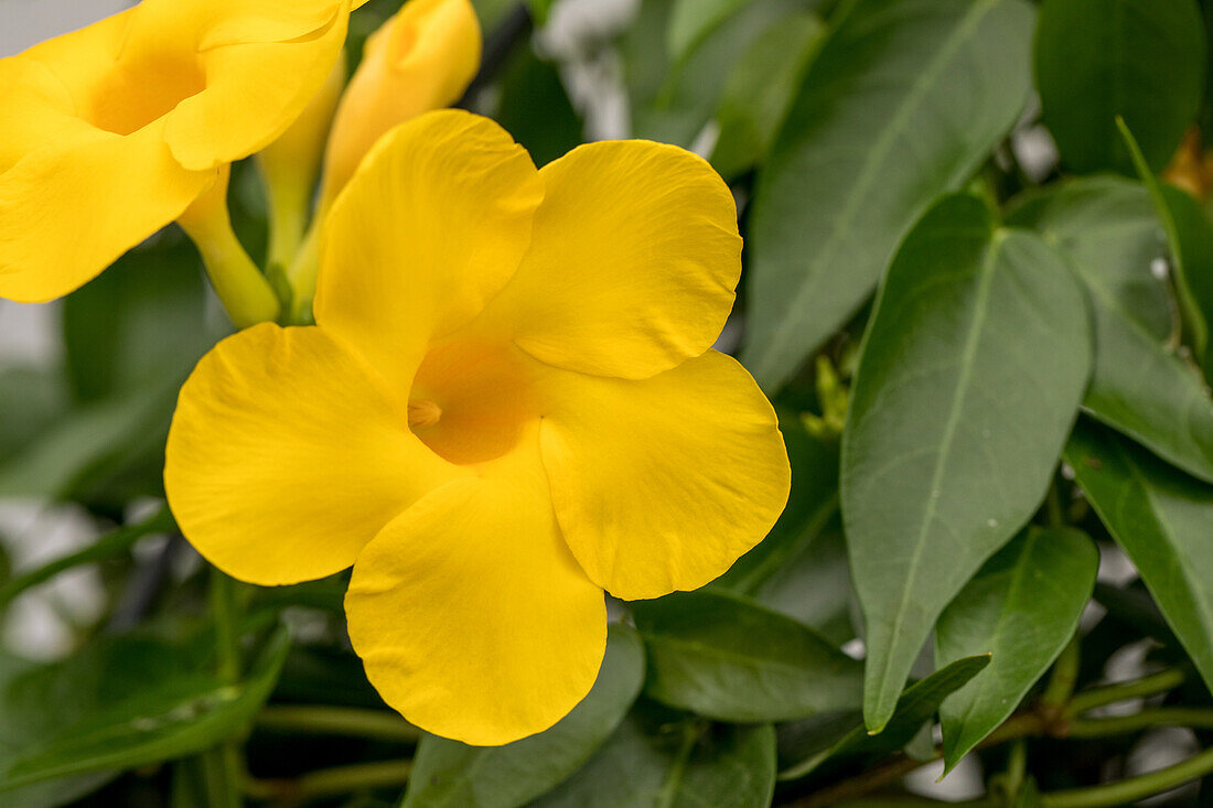 Mandevilla 'Bloom Bells® Yellow'(s)