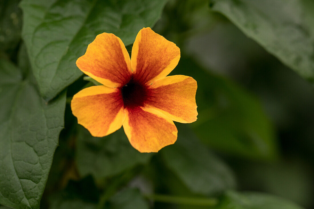 Thunbergia alata, orange