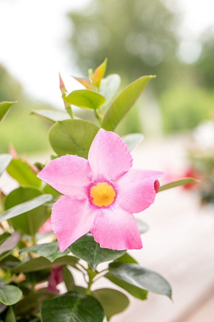 Mandevilla