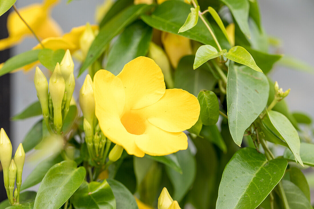Mandevilla 'Bloom Bells® Yellow'(s)
