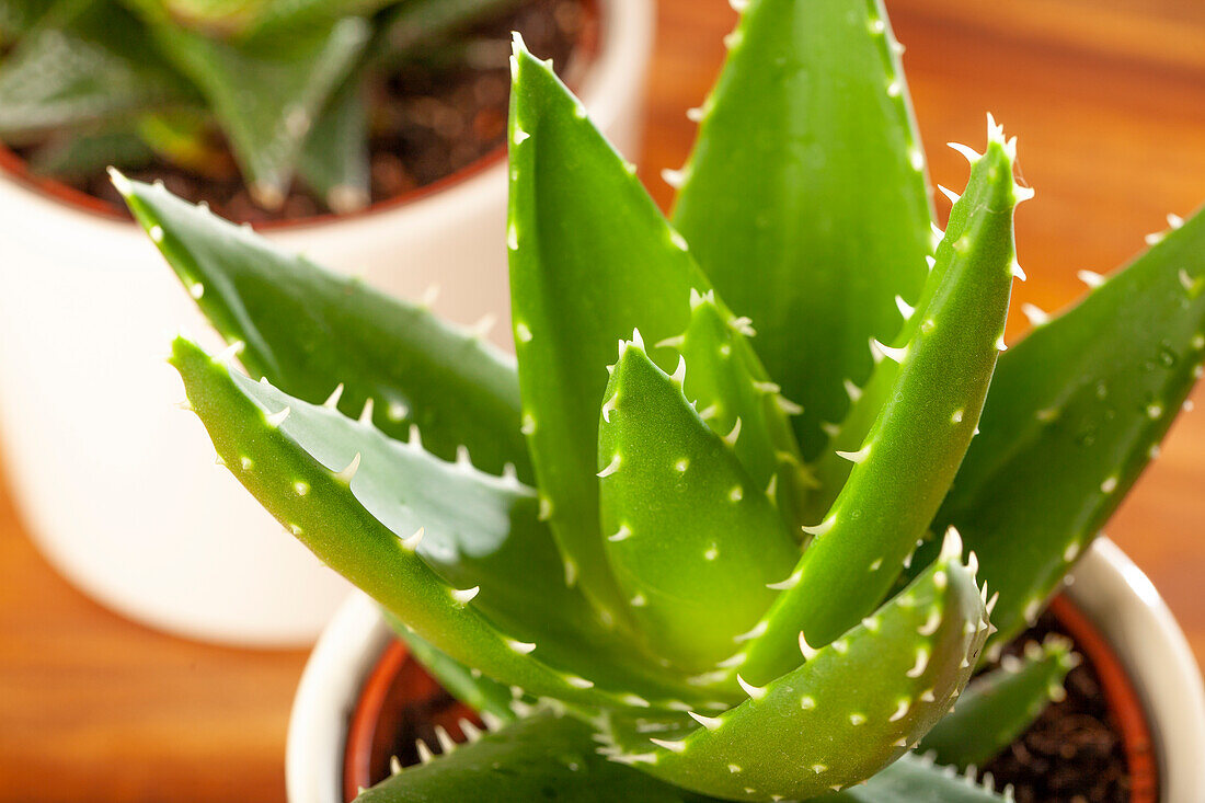 Aloe