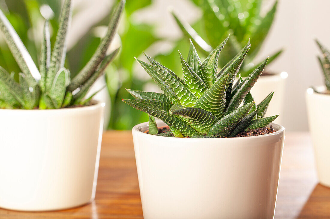 Haworthia