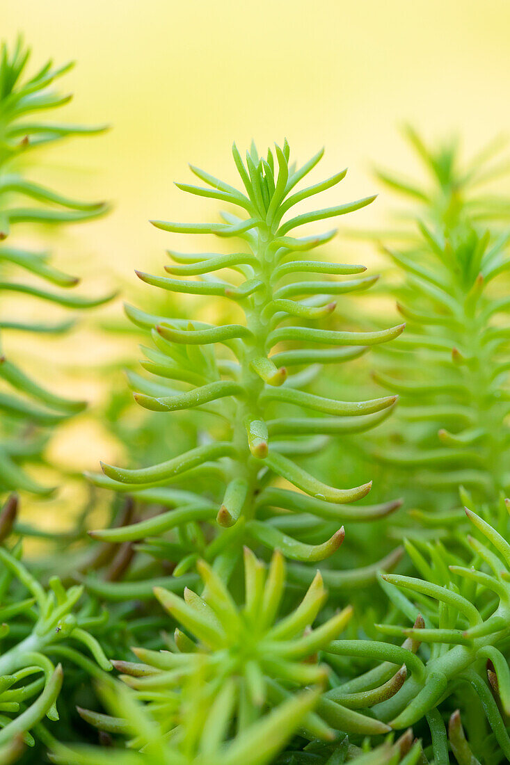 Sedum reflexum 'Yellow Cushion'