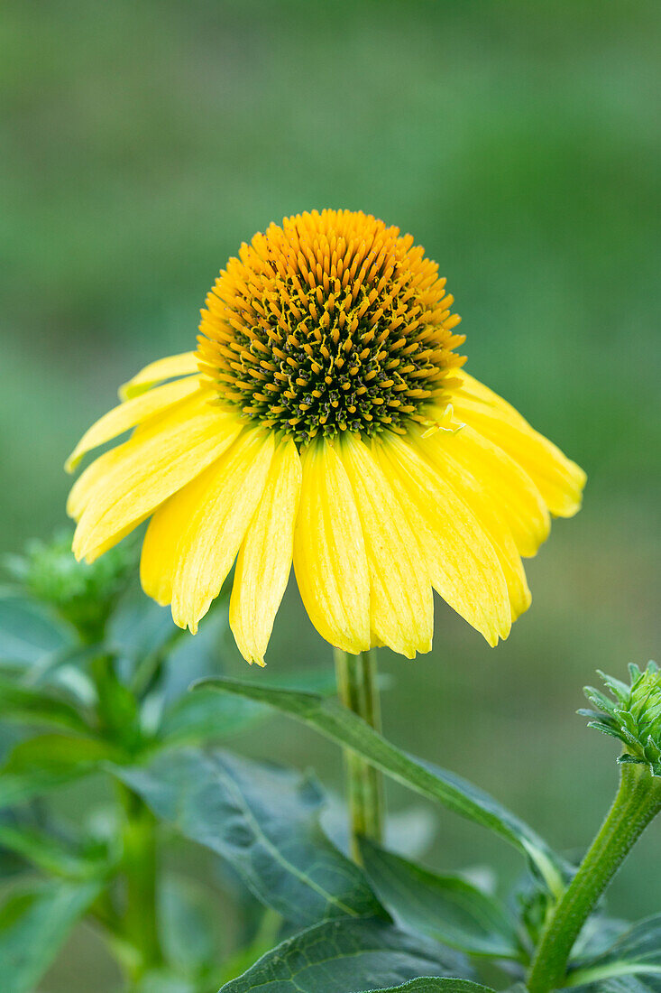 Echinacea purpurea, yellow