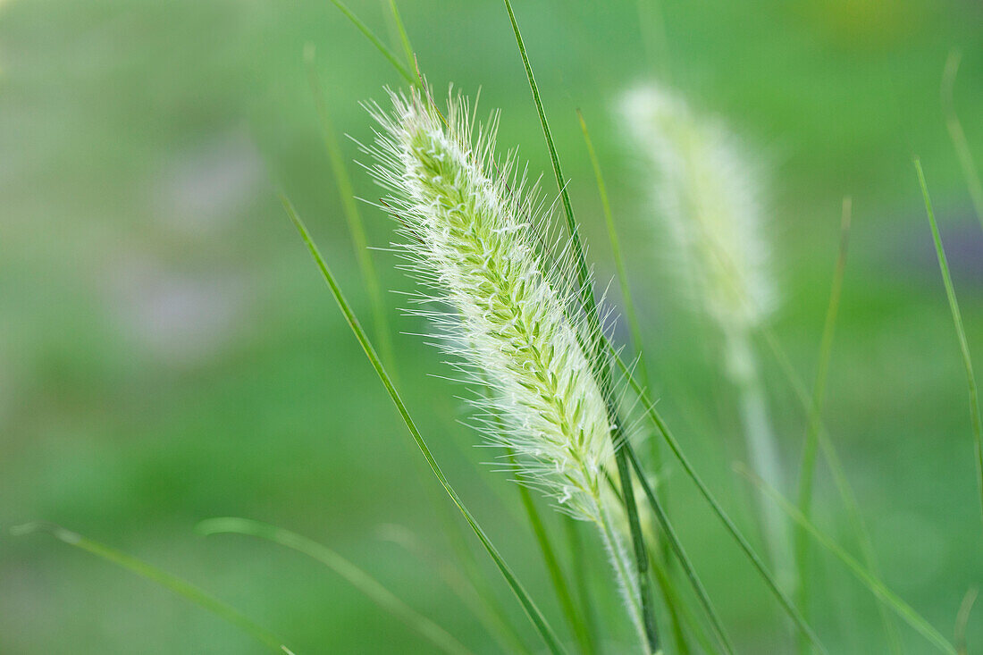 Pennisetum alopecuroides 'Hameln'