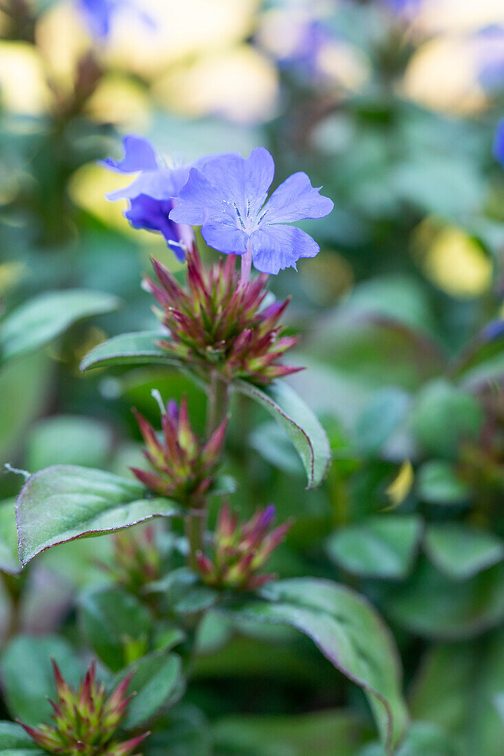 Ceratostigma plumbaginoides