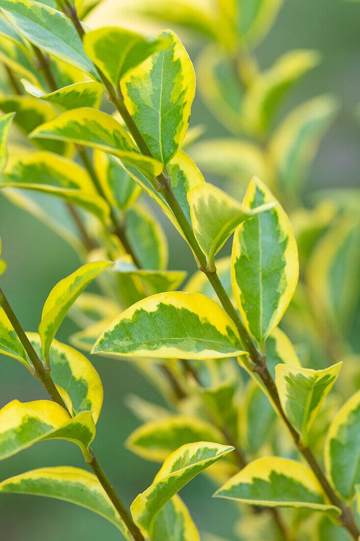 Ligustrum ovalifolium 'Aureum'