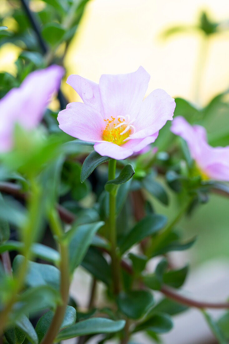 Portulaca grandiflora