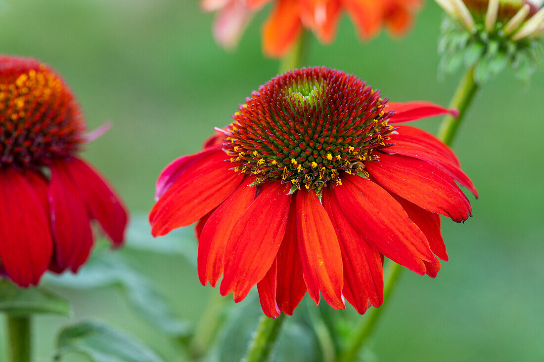 Echinacea purpurea, red