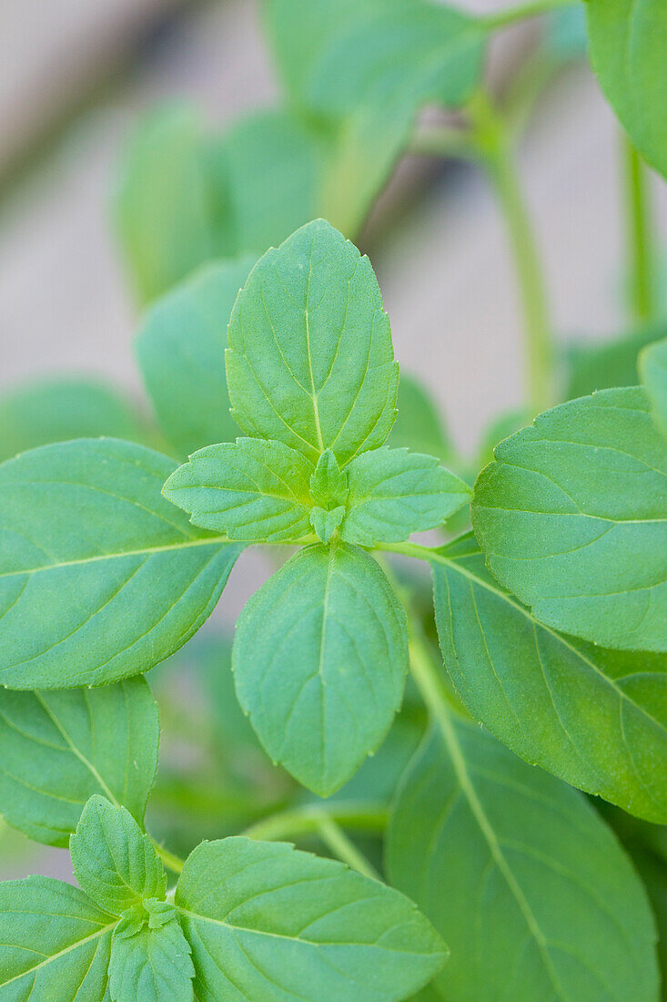 Ocimum basilicum 'Magic White'