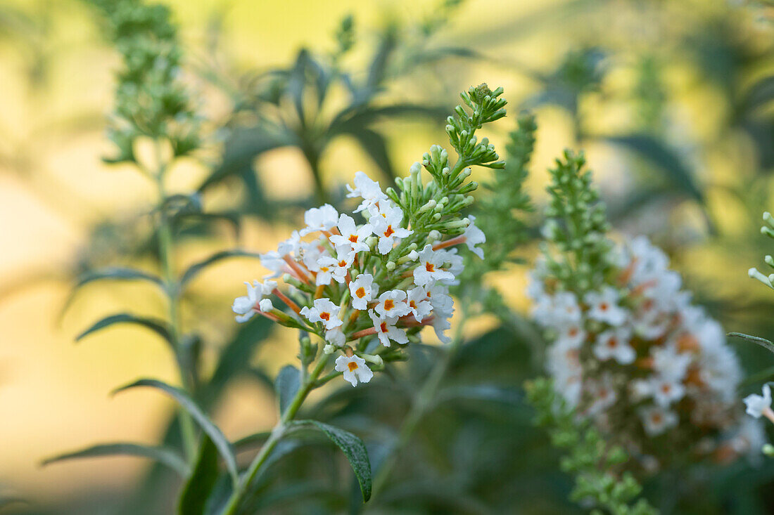 Buddleja davidii 'Summer Lounge'®