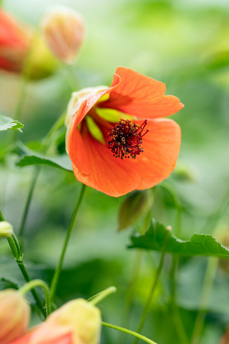 Abutilon megapotamicum 'Red Trumpet'.