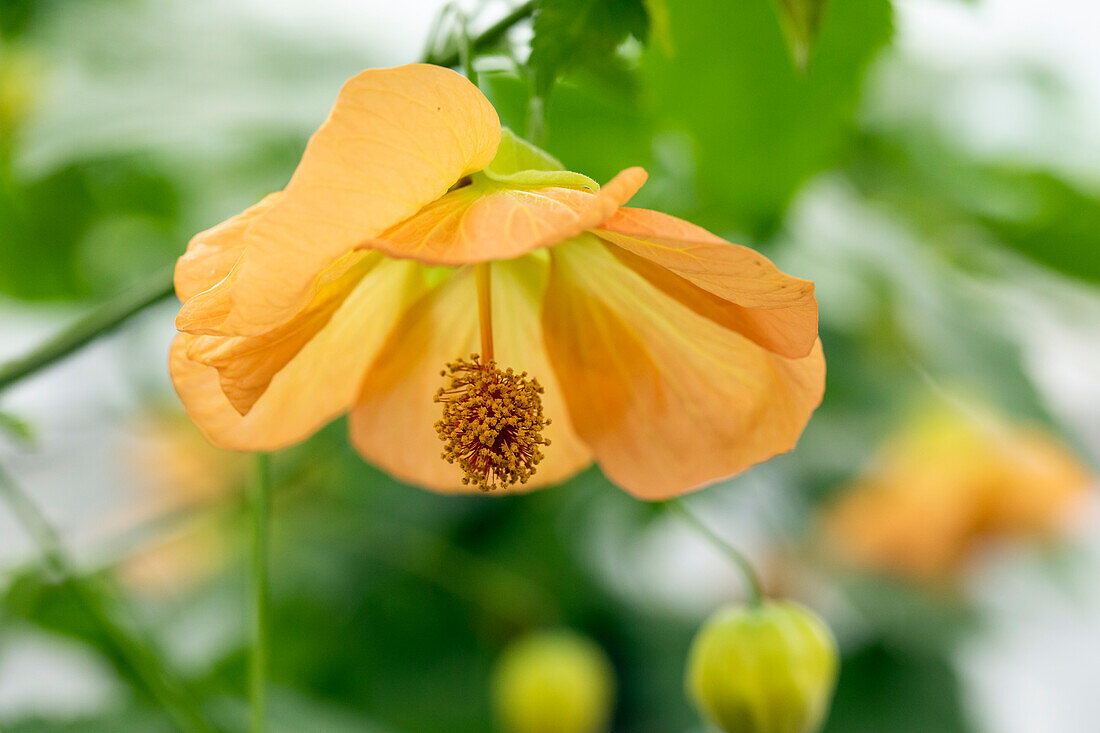 Abutilon, apricot