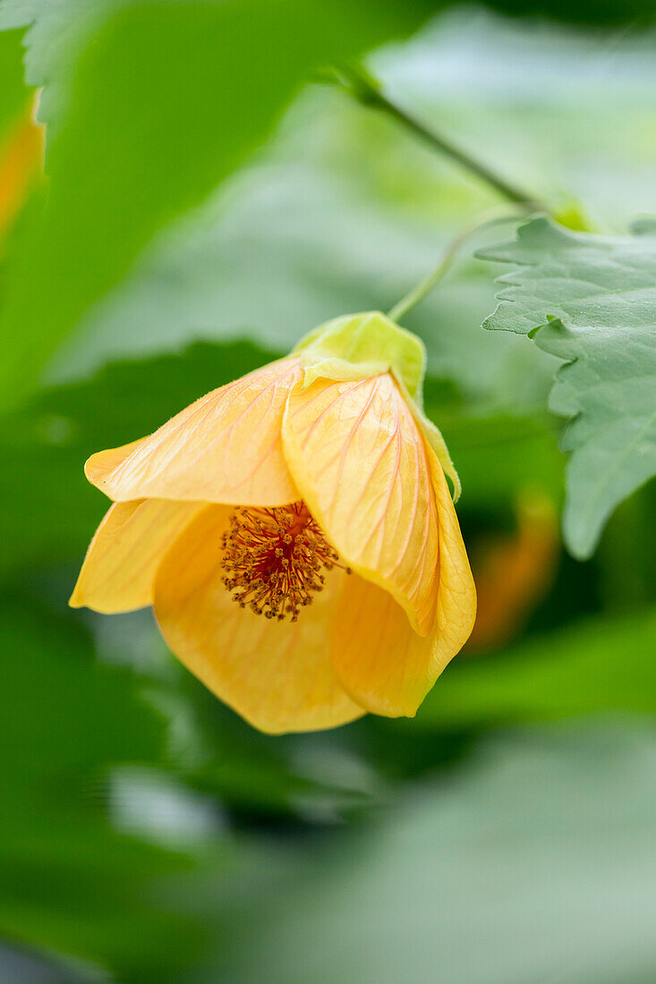 Abutilon, yellow