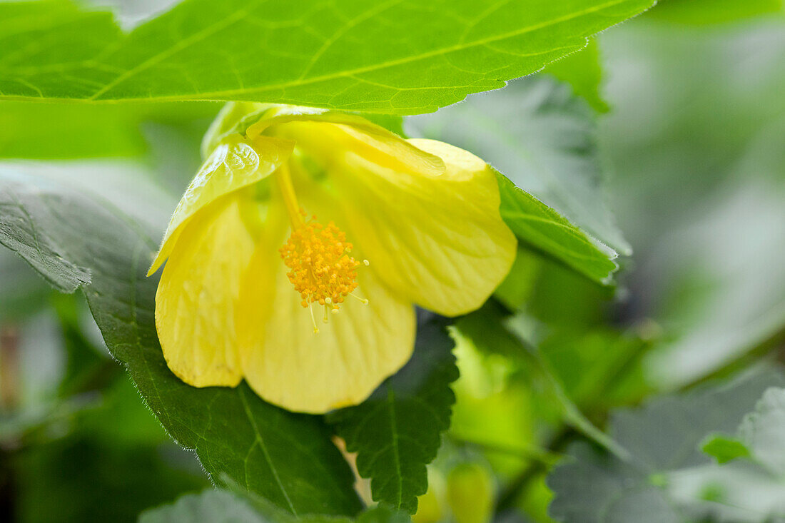 Abutilon, yellow