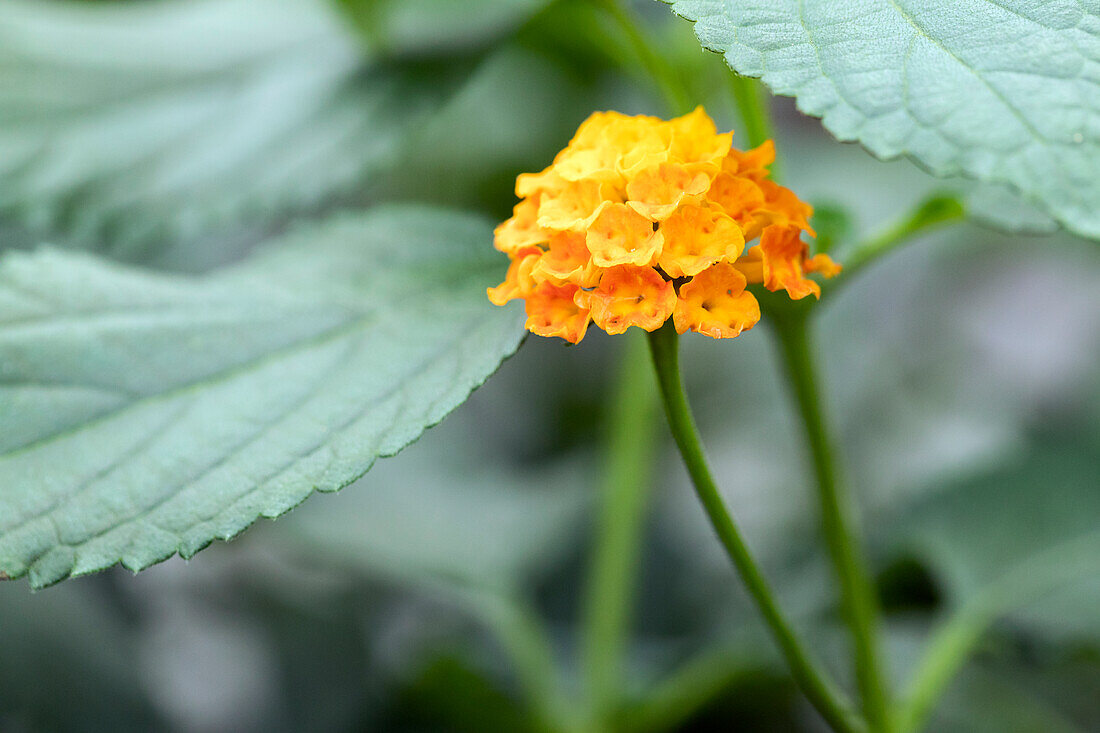 Lantana camara 'Patio Oker