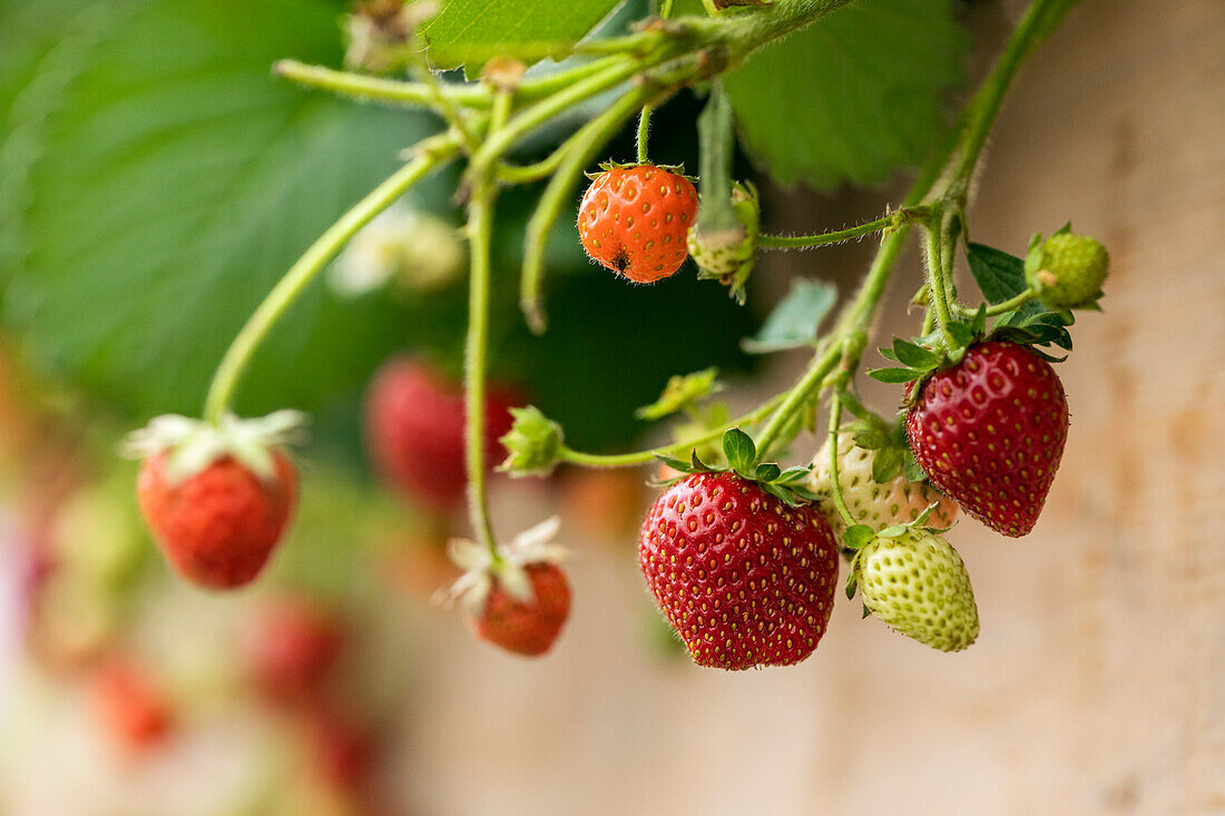 Fragaria