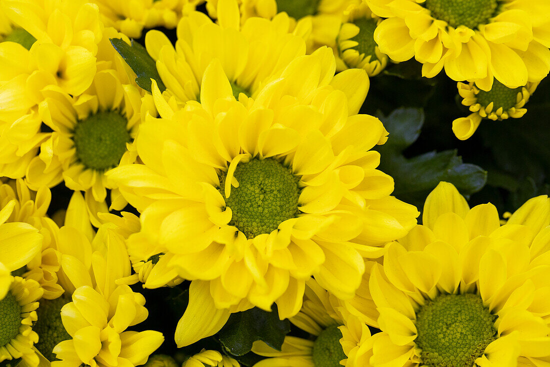 Chrysanthemum indicum 'Breeze Sol'