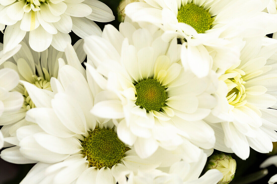 Chrysanthemum indicum 'Breeze White'