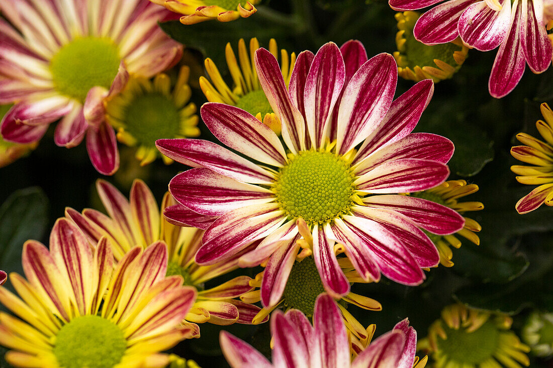 Chrysanthemum indicum Rainbow Burgundy