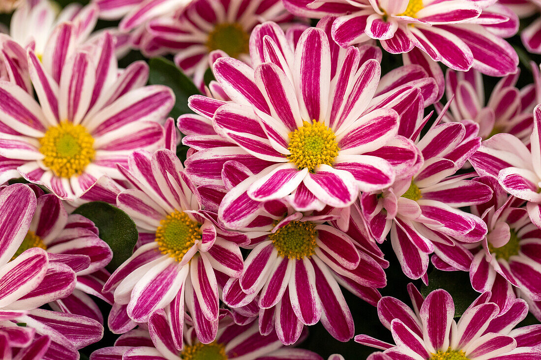 Chrysanthemum indicum Rainbow Twist