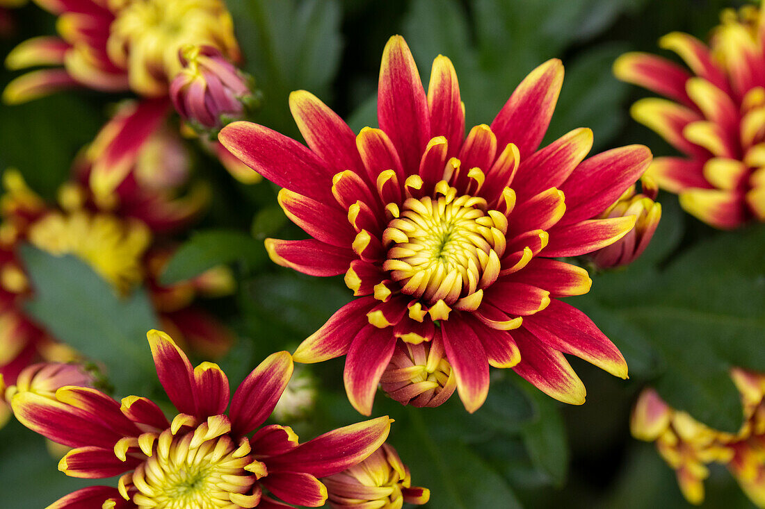 Chrysanthemum indicum 'Chrystal Festive Surprise'