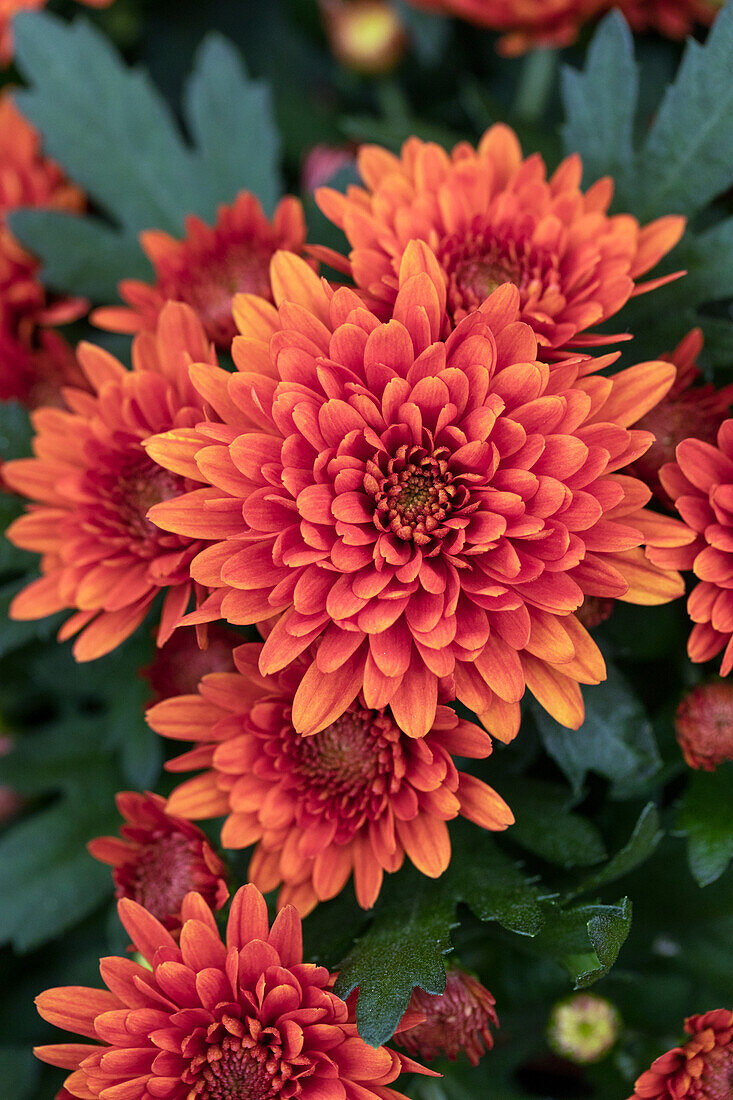 Chrysanthemum indicum 'Chrystal Orange'