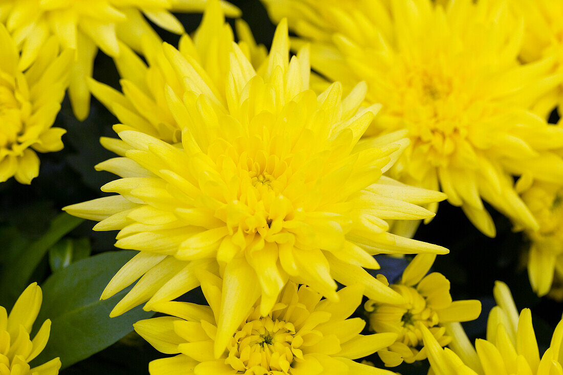 Chrysanthemum indicum gefüllt, gelb