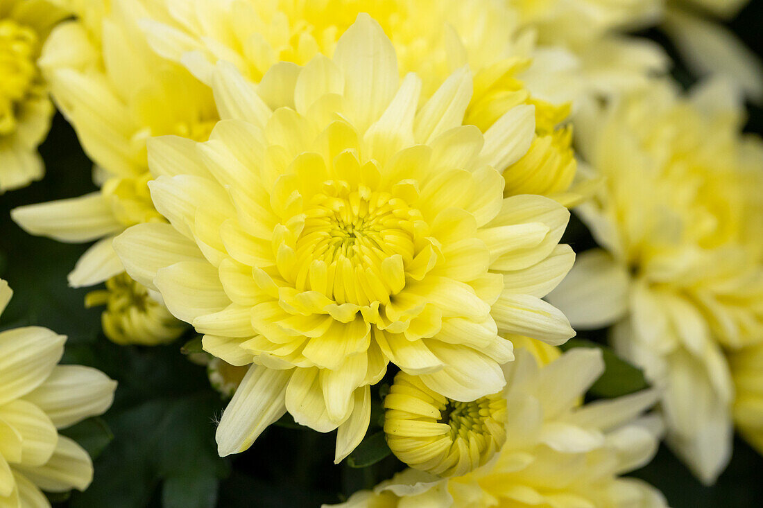 Chrysanthemum indicum 'Chrystal Icecream Dark