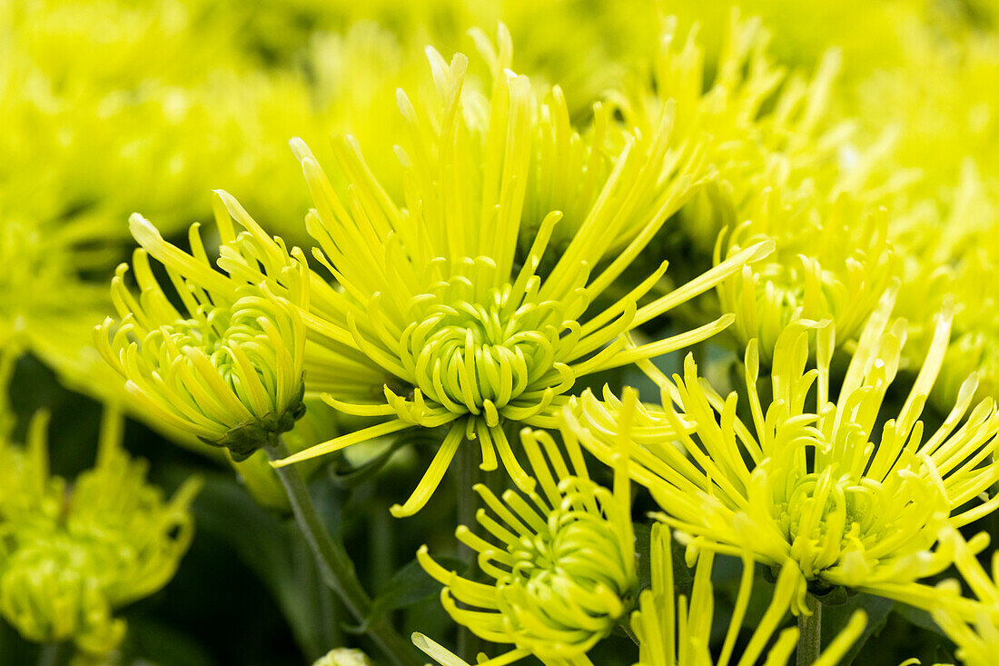 Chrysanthemum indicum 'Splash Green'