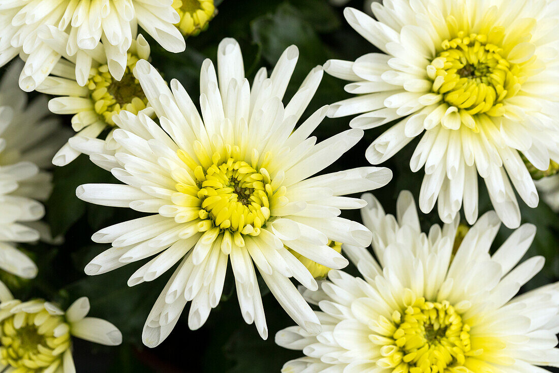 Chrysanthemum indicum 'Splash Jazzy'