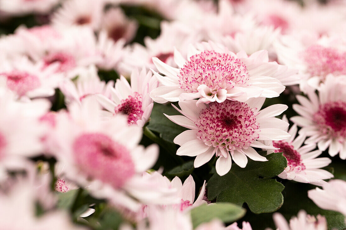 Chrysanthemum indicum 'Splash Sweet'