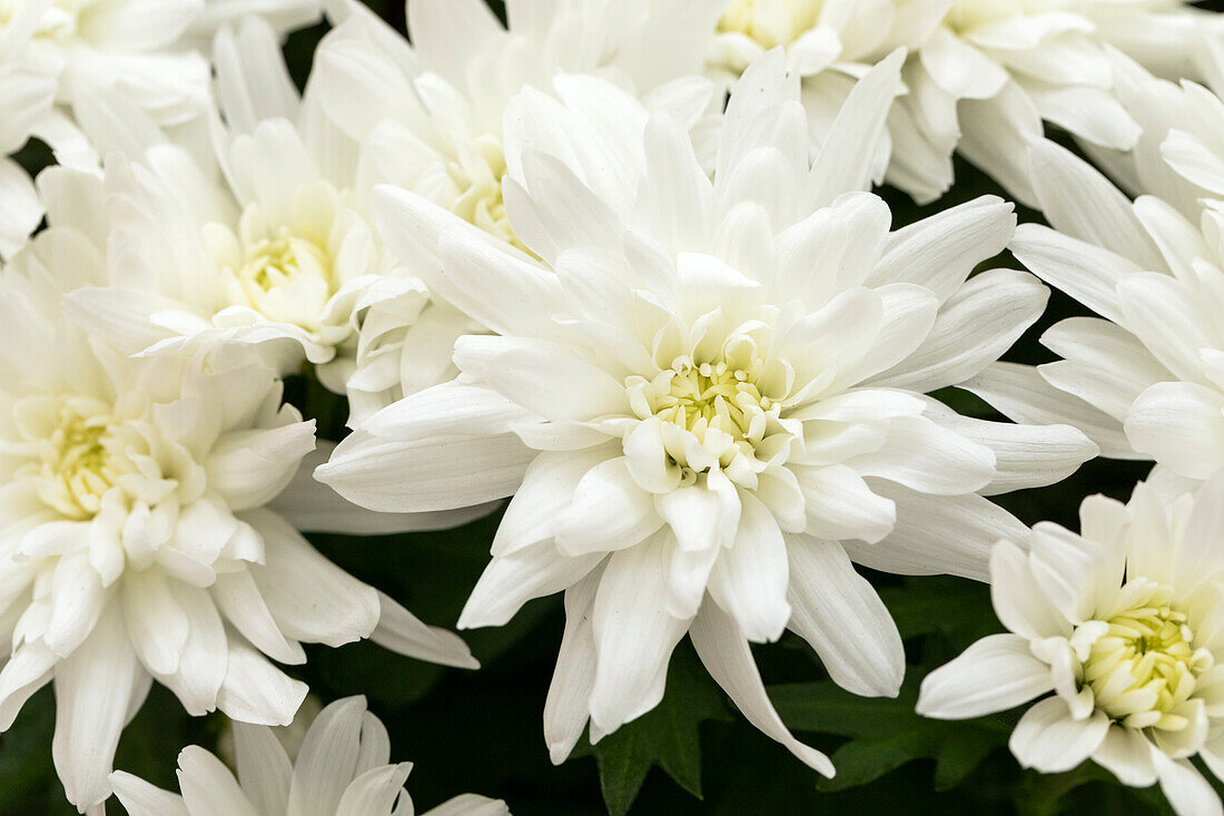 Chrysanthemum indicum 'Chrystal Blanche'