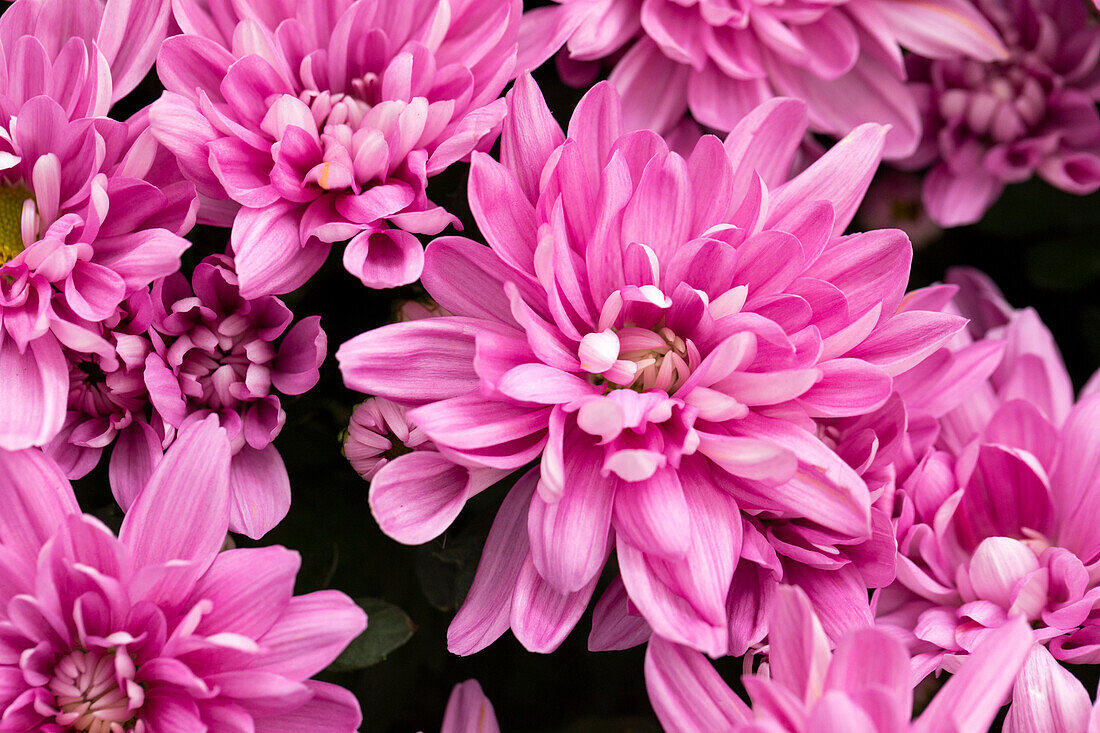 Chrysanthemum indicum 'Chrystal Pink'