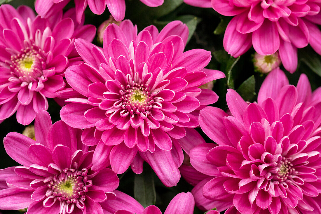 Chrysanthemum indicum 'Chrystal Pink Charm