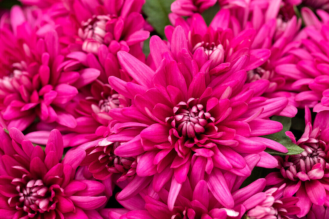 Chrysanthemum indicum 'Chrystal Purple'