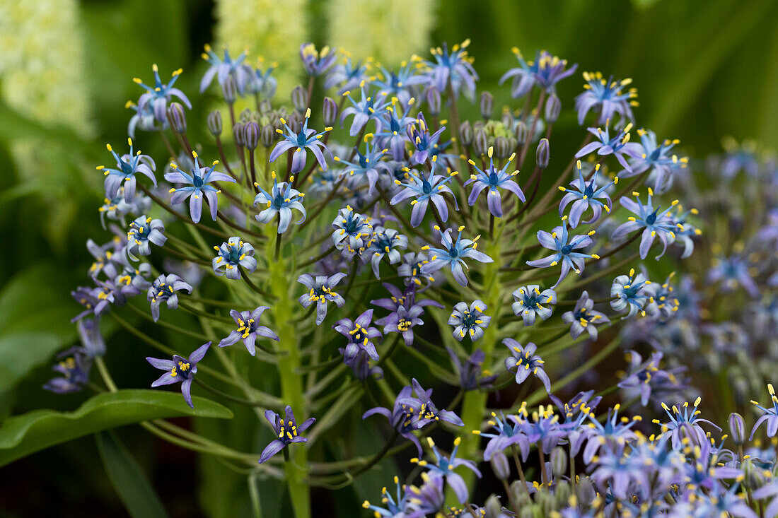 Scilla peruviana 'Caribbean Jewels® Cayman