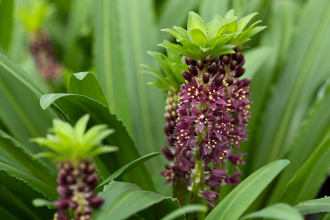 Eucomis Aloha Lily 'Leia'