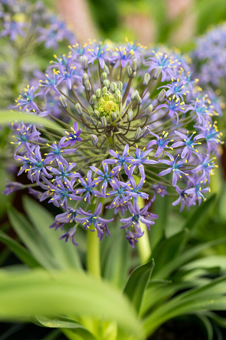 Scilla peruviana 'Caribbean Jewels® Bonaire'