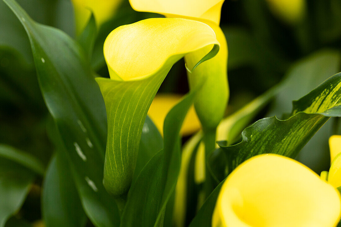 Zantedeschia 'Monte Carlo'