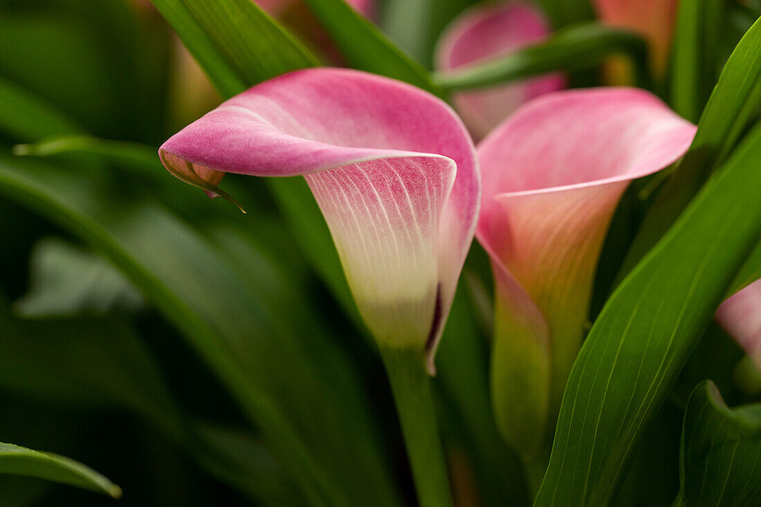 Zantedeschia Garnet Glow