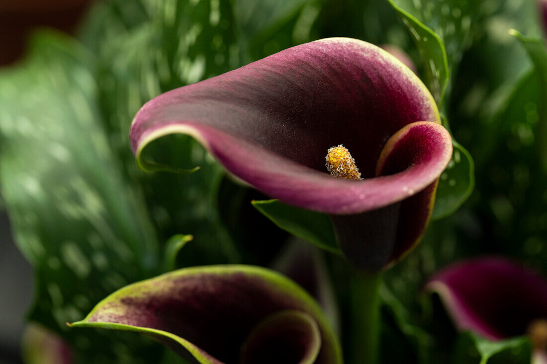 Zantedeschia Dubai Nights