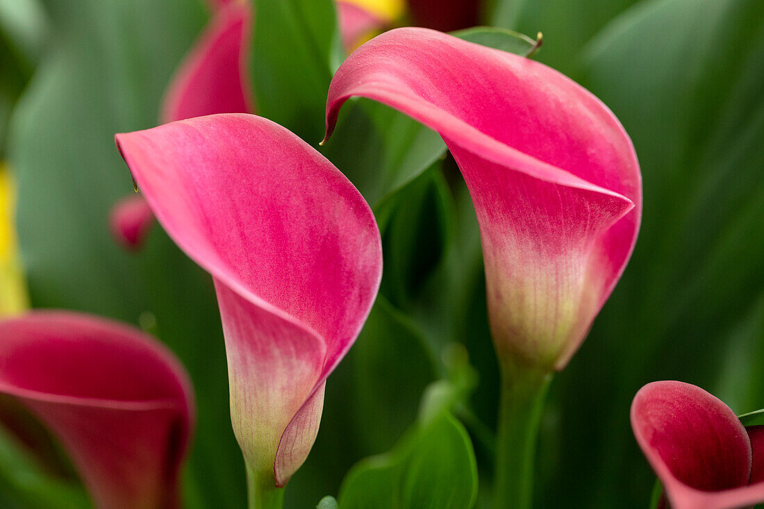 Zantedeschia California Red