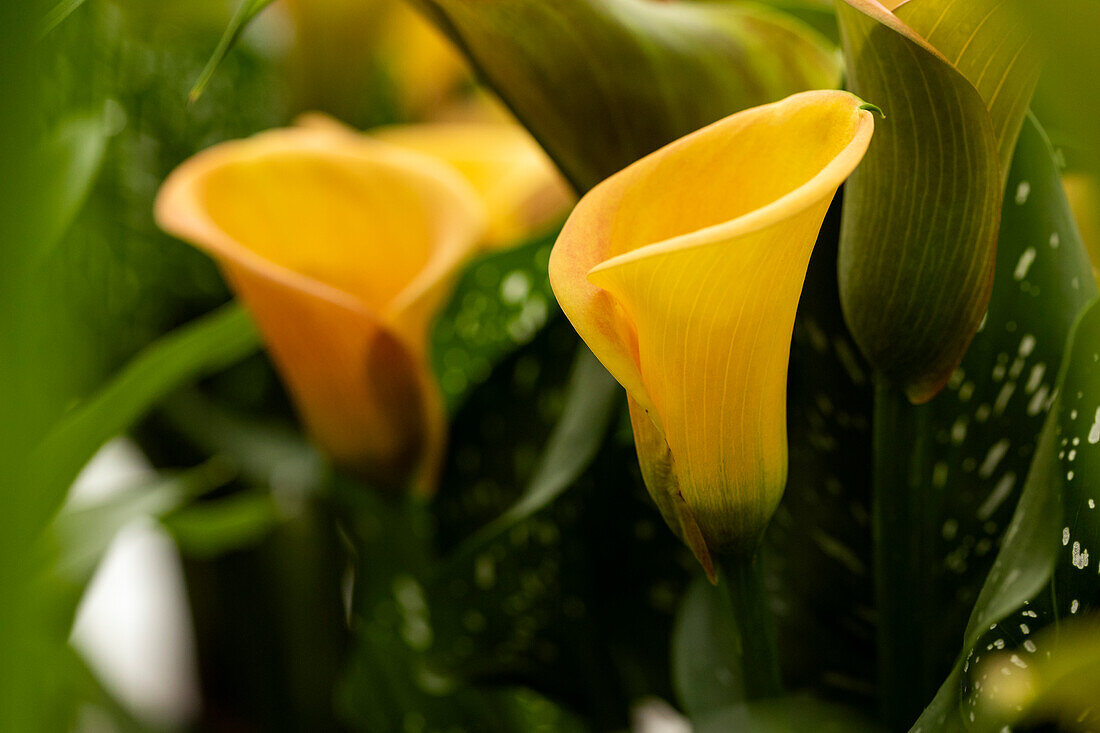 Zantedeschia 'Beatrix'