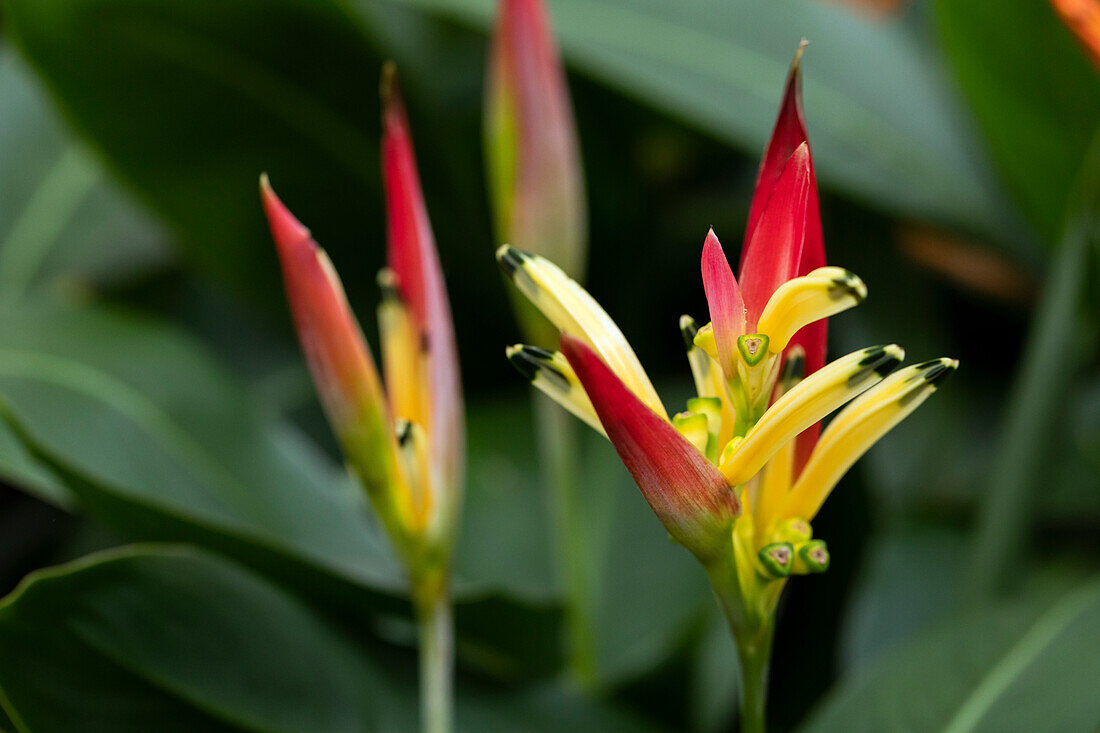 Heliconia psittacorum Ruby Parrot