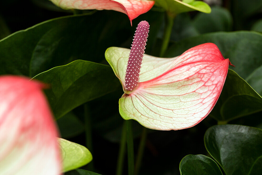 Anthurium x andreanum 'Beauty Queen'®