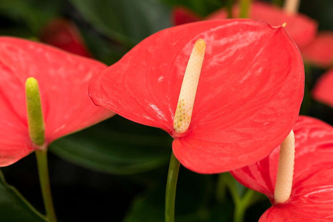 Anthurium 'Mars