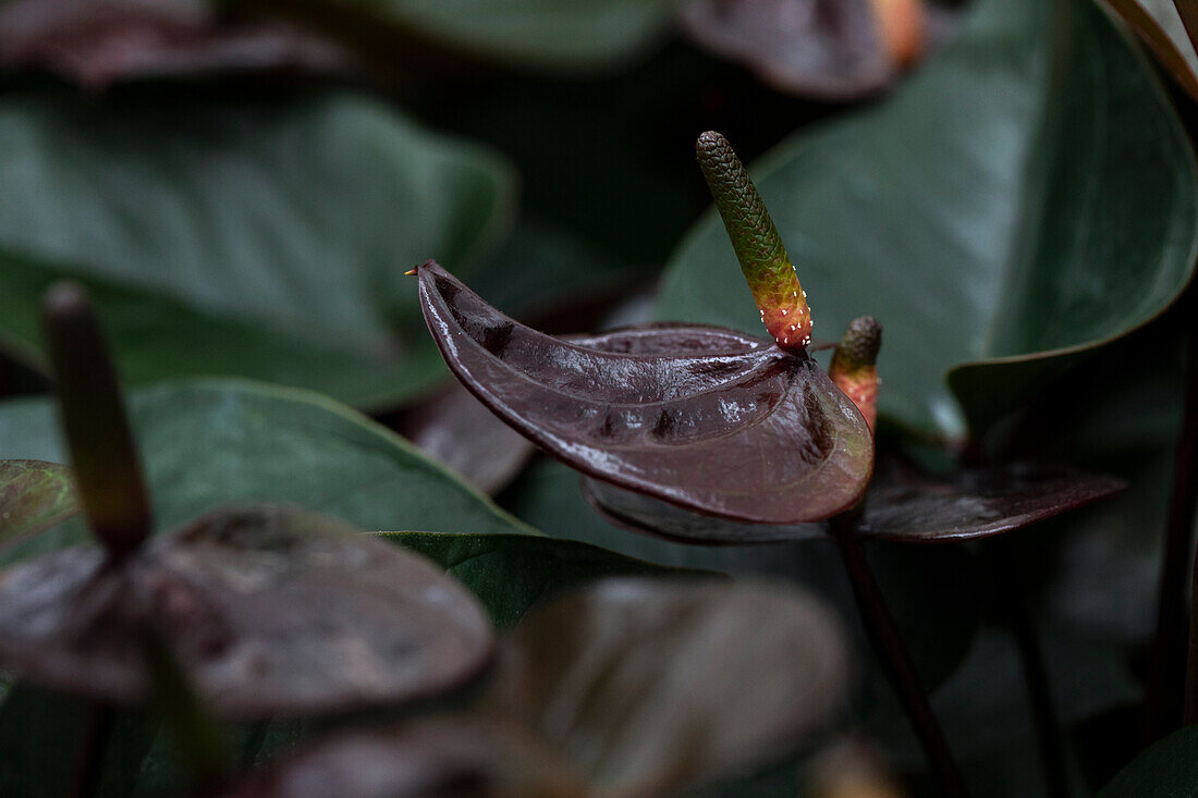 Anthurium x andreanum 'Giant Chocolate'®