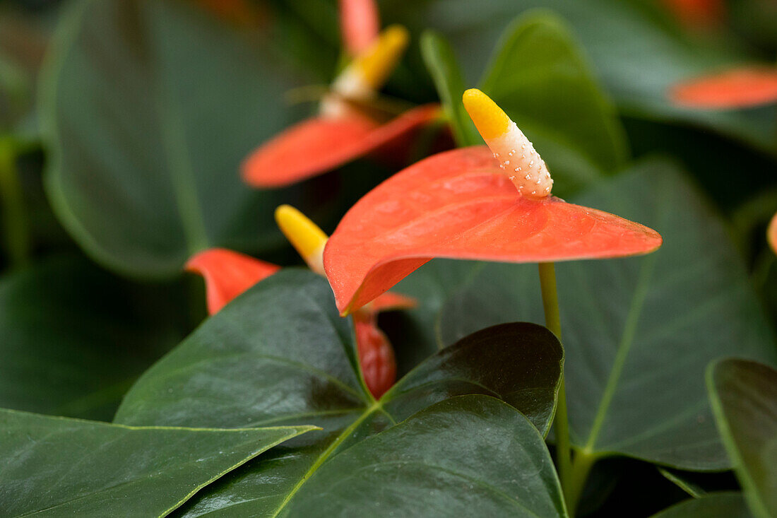 Anthurium x andreanum 'Prince® of Orange'